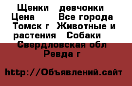 Щенки - девчонки › Цена ­ 2 - Все города, Томск г. Животные и растения » Собаки   . Свердловская обл.,Ревда г.